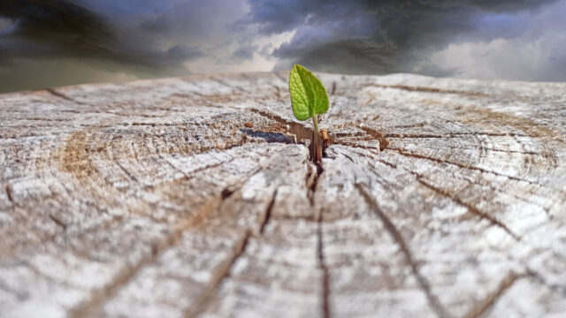 La Festa del Creato, un dono ecumenico per il III Millennio