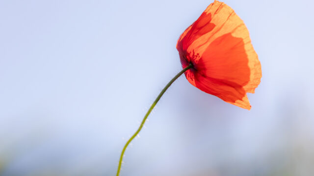 La Repubblica italiana è donna